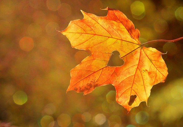Aux couleurs de l’automne… – Père Yves BOUCHET